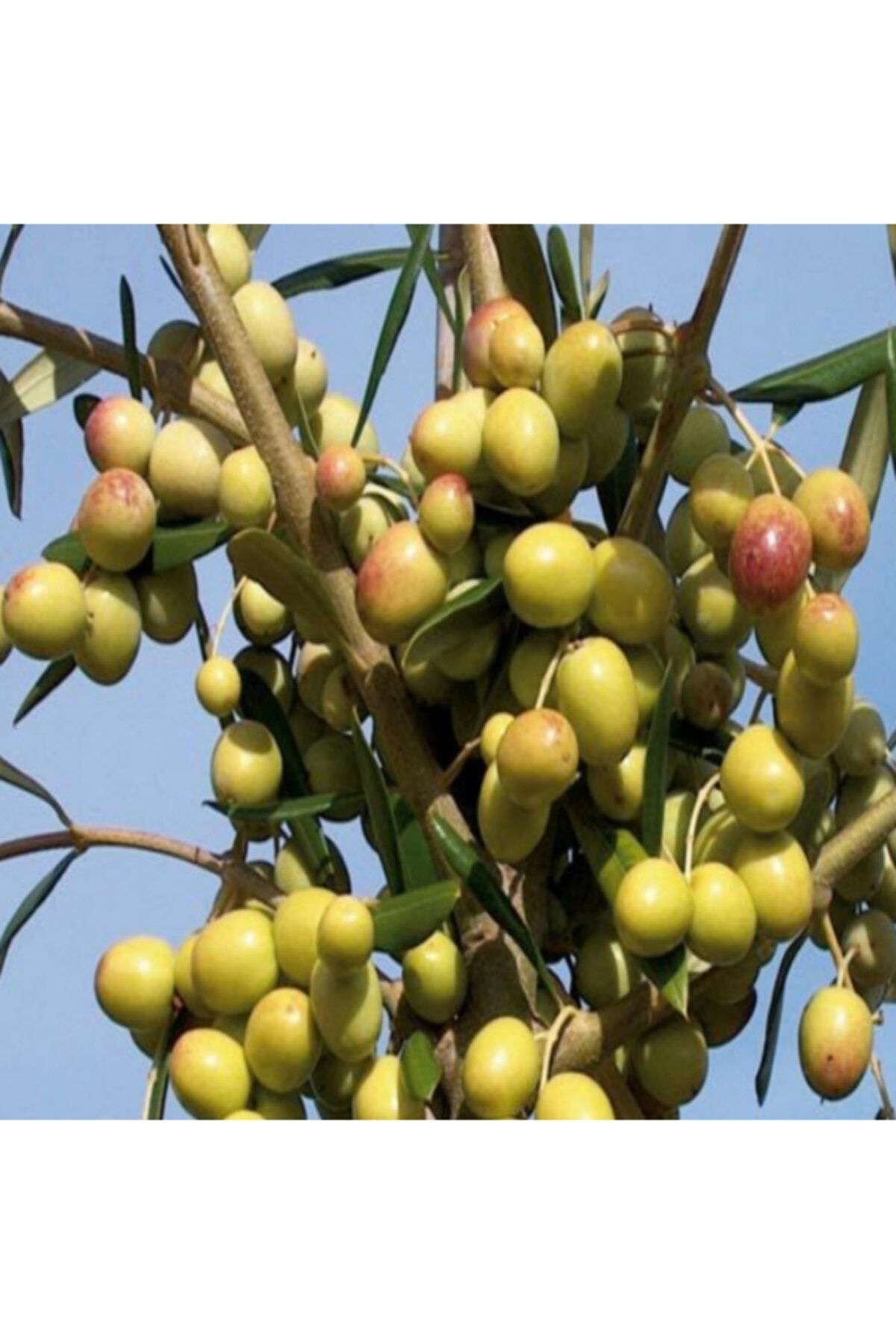 fide 10 adet zeytin fidani arboson ispanyol tuplu 2 yasinda 1 5 metre 12 ay dikim fiyati yorumlari trendyol