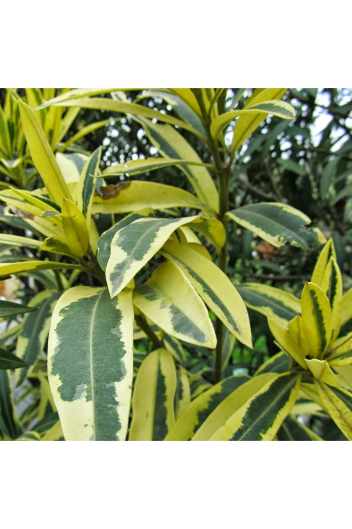 OnlineBahçem Tüplü Nerium Oleander Çift Renkli Alacalı Zakkum Fidanı (200-300 Cm)
