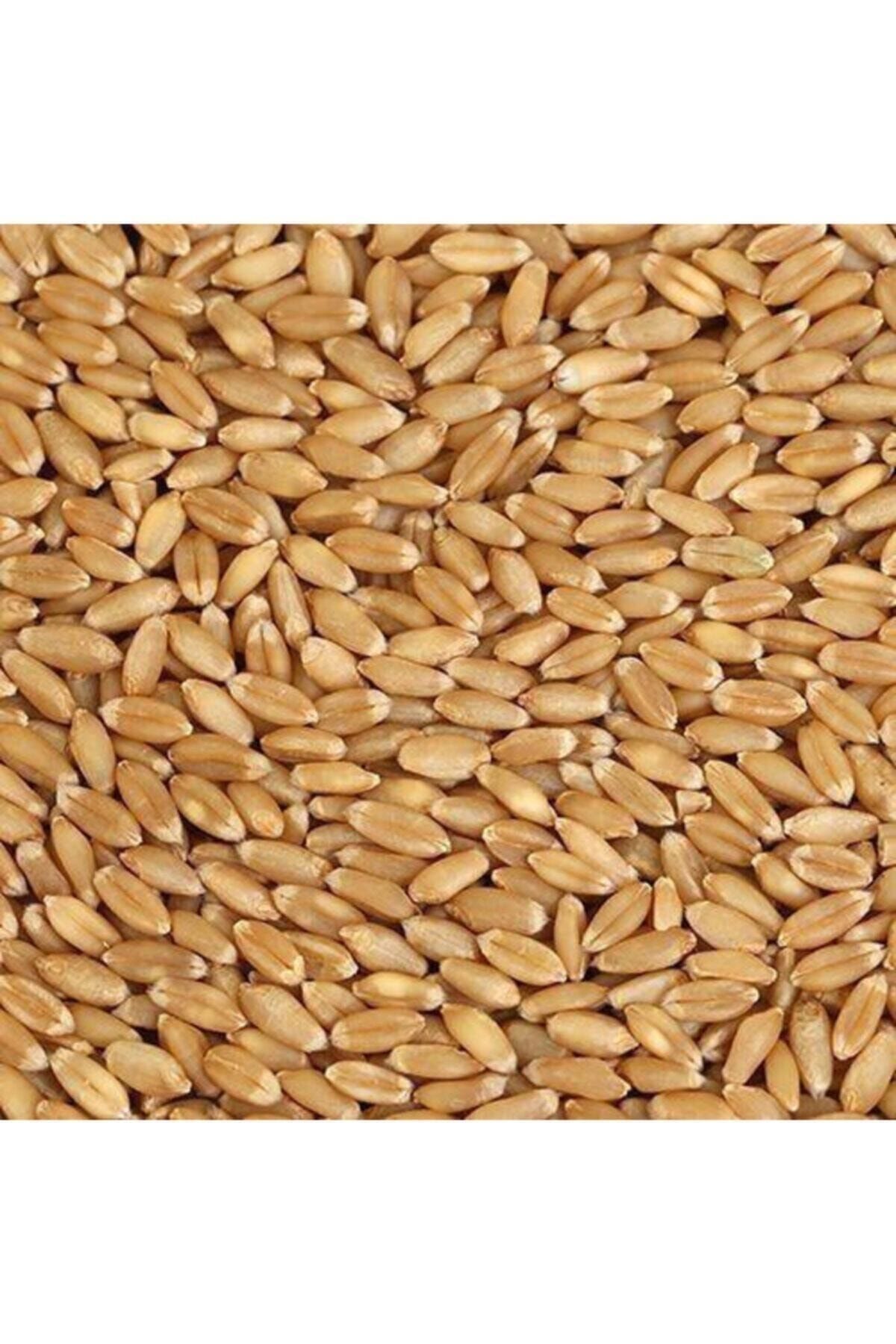 Akgün Tarım Buğday 10 Kg