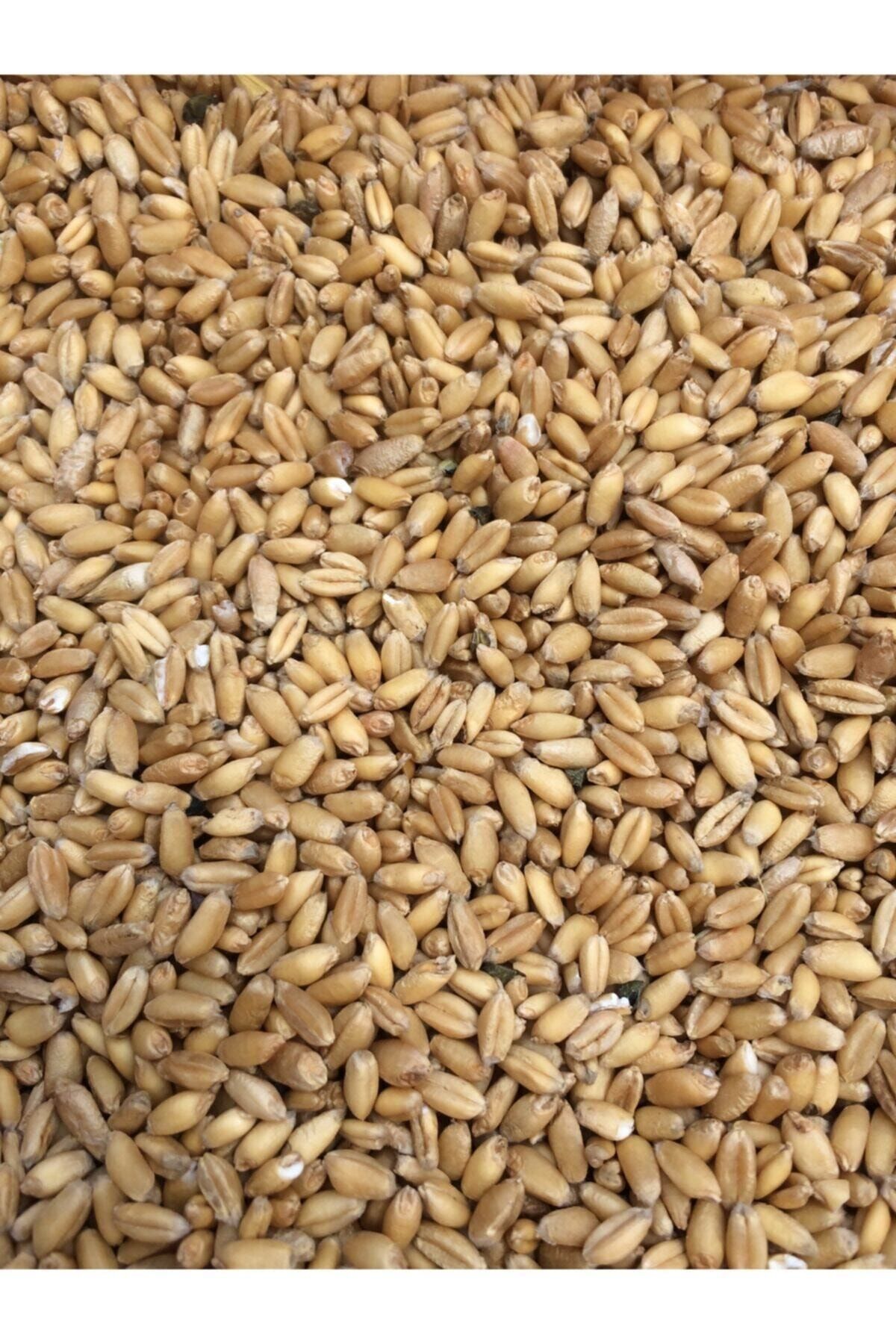 ÇAVGALAR TAVUK YEMLİK BUĞDAY Tavuk Ve Kuş Için Yemlik Buğday 5 Kg
