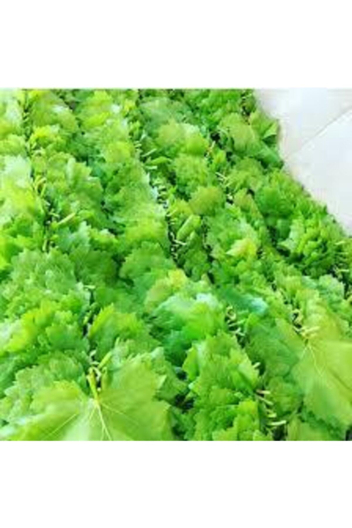 Dila Yöresel Sarmalık Üzüm Yaprağı Tuzsuz Vakumlu 1kg