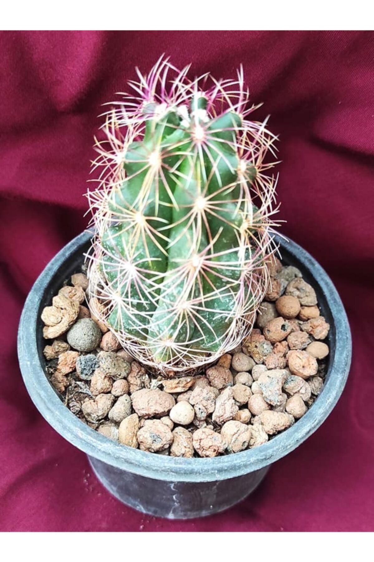 Pagoda Thelocactus Bicolor-8.5 Cm Saksı-18g/56