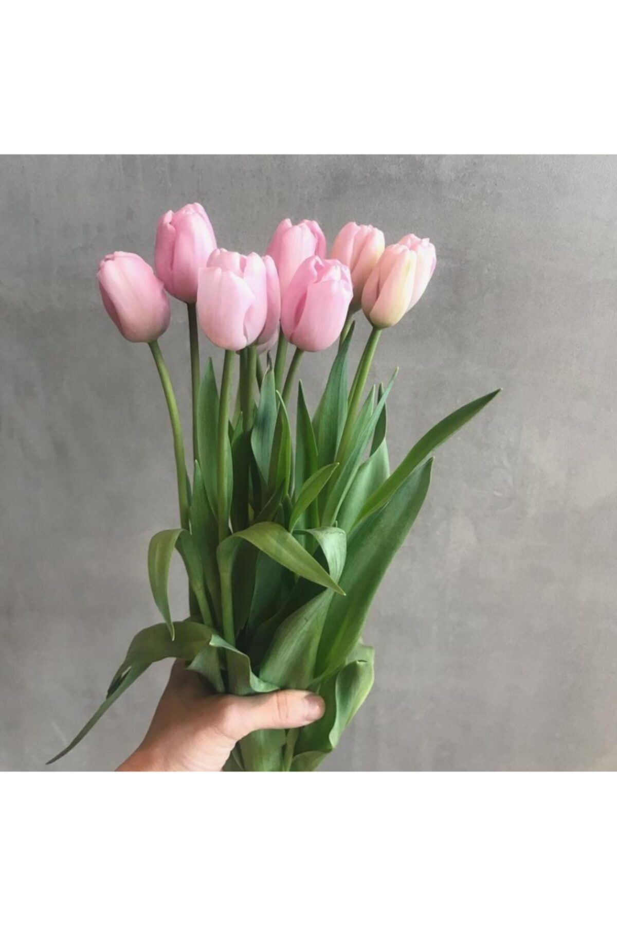 TohumBul Ithal Rose Flag Özel Seri Iri Kafa Pembe Lale Soğanı (5 Soğan)