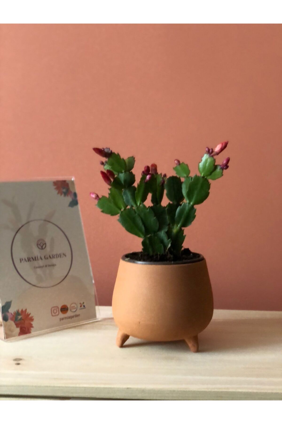 ParmiaGarden Parmia Garden Yılbaşı Kaktüsü Schlumbergera Truncata