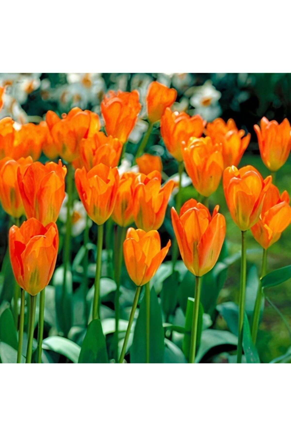 TohumBul Ithal Orange Glow Uzun Çiçekli Lale Soğanı (4 Adet)