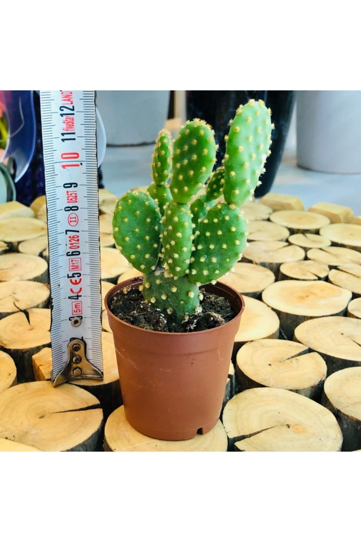 Özen Çiçekçilik Opuntia Microdasys Rufida Bol Yavru Tavşan Kulağı Kaktüs