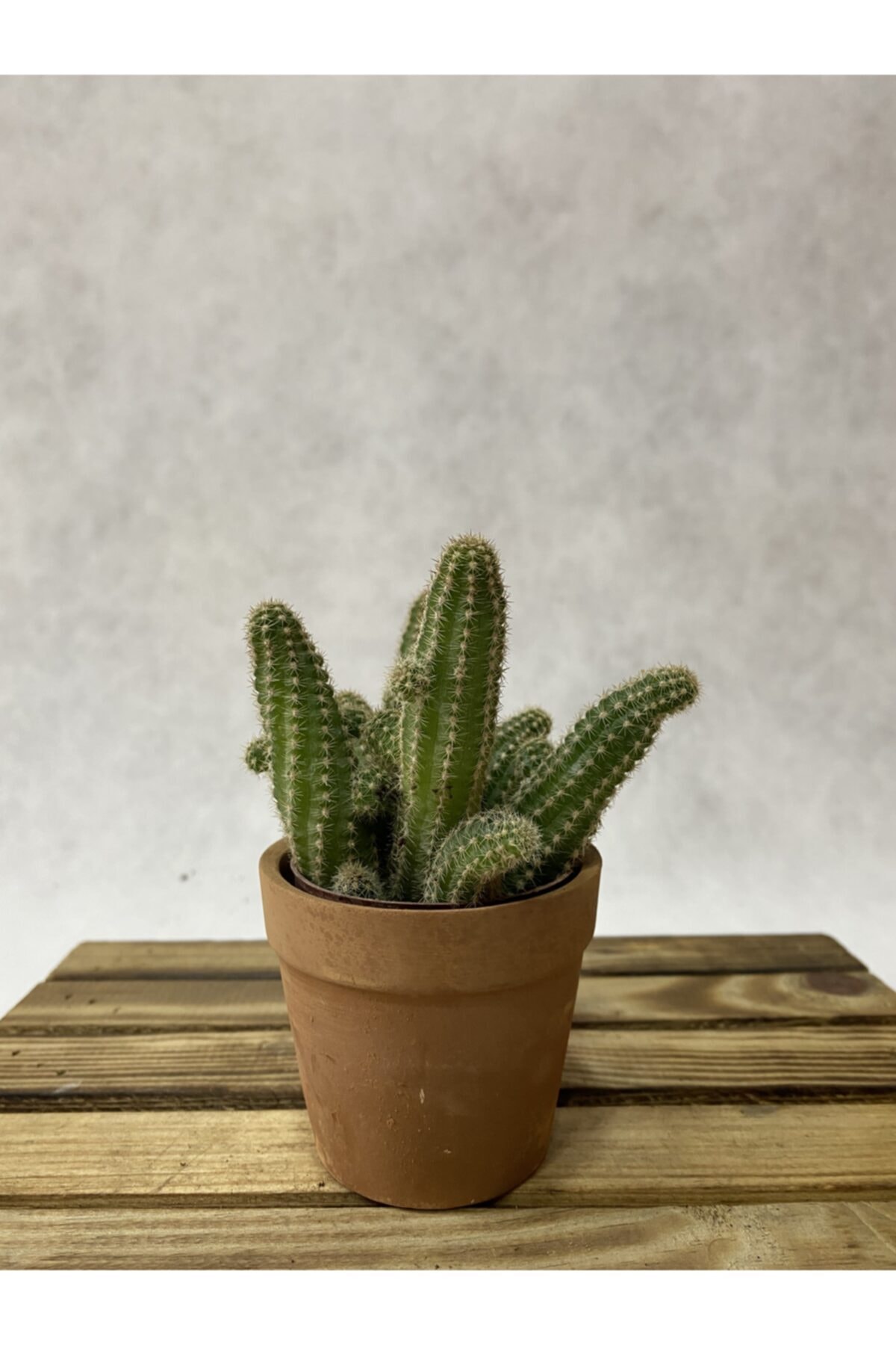 Beta Botanik Yılan Kaktüs - Chamaecereus Silvestrii 10-12cm Saksı Hediyeli