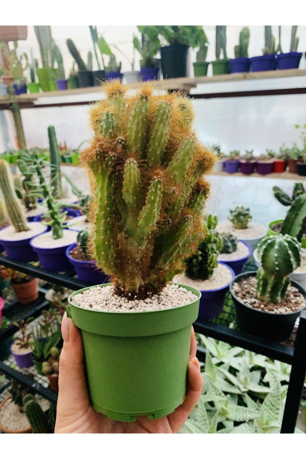 foliumbotanik Cereus Peruvianus Monstrose Kaktüs