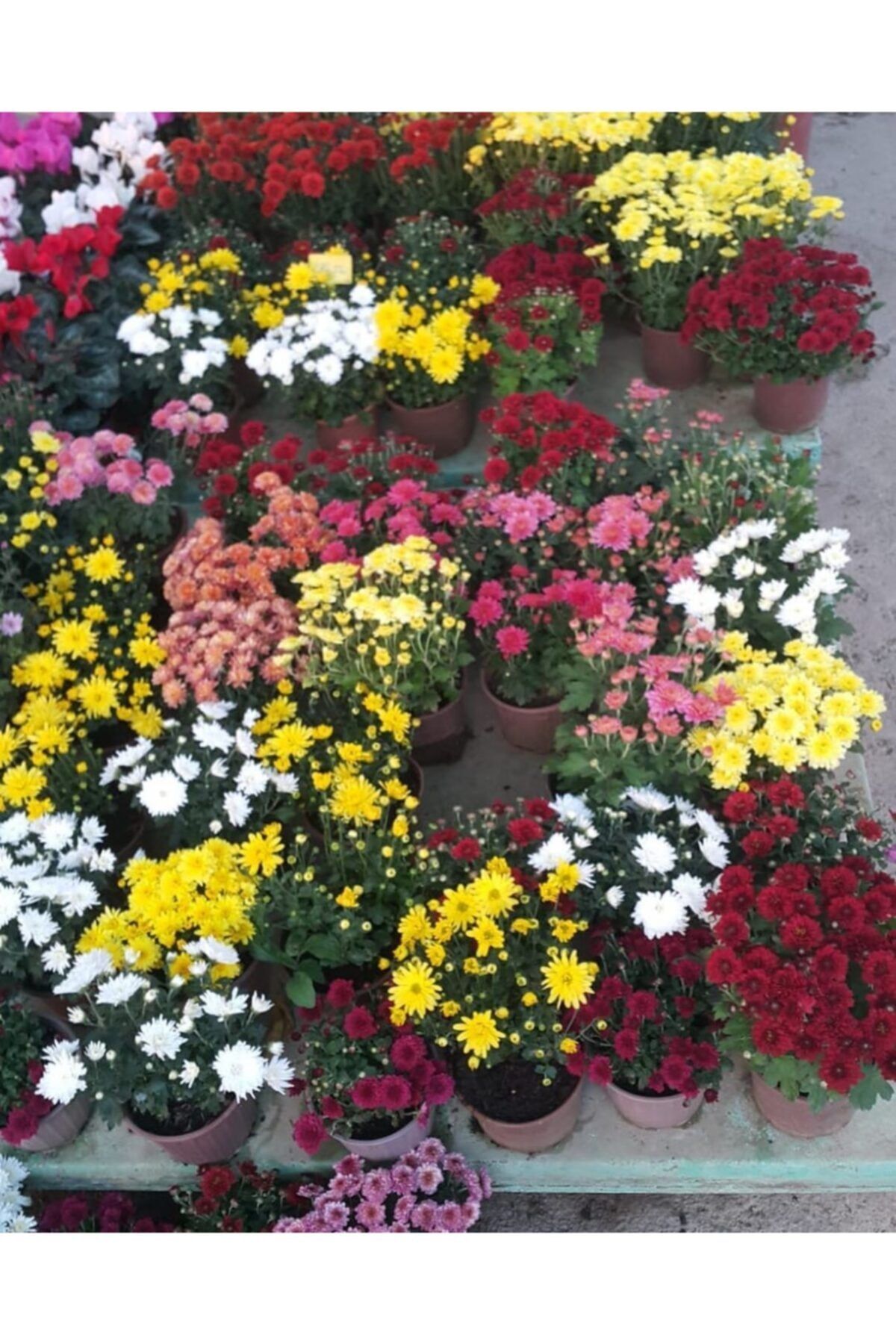 Garden Botanik 3 Ayrı Renkli Kasımpatı ( Krizantem Çiçeği)