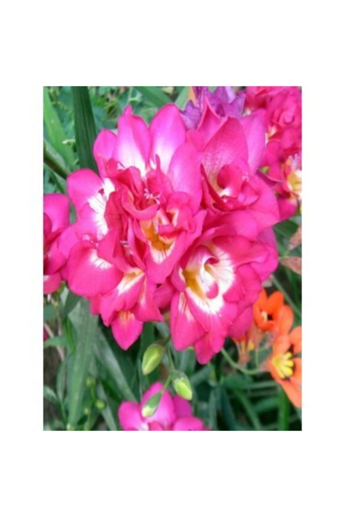 Garden Botanik 50 Adet Double Pink Frezya Kokulu