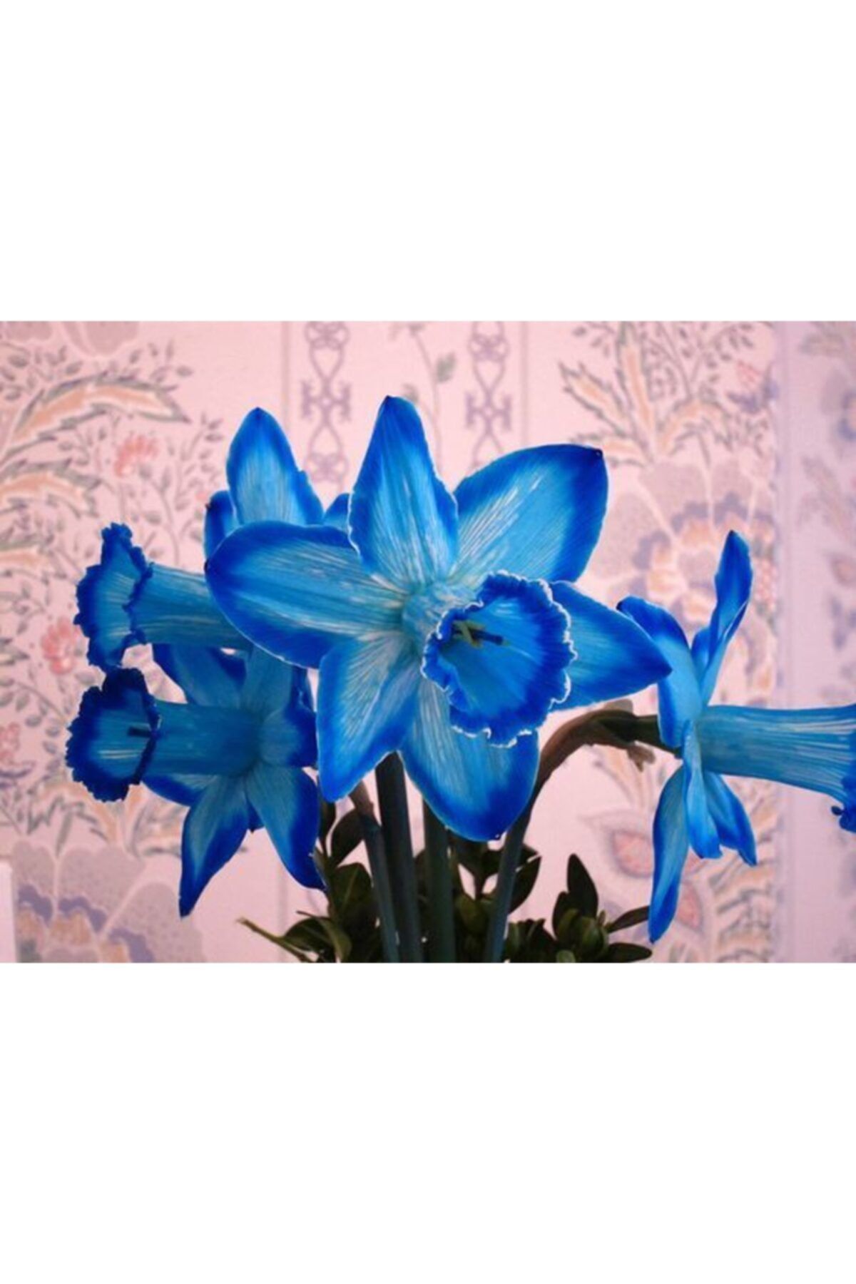 HAN BOTANİK 6 Adet Canlı Mavi Kokulu Nergis Soğanı