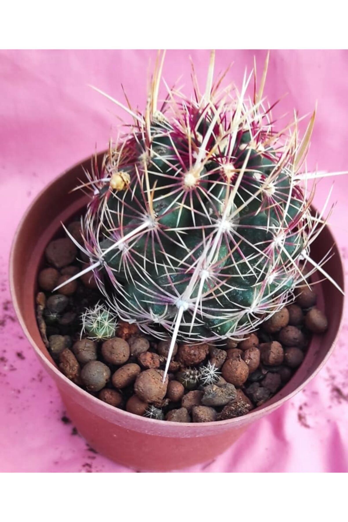 Pagoda Thelocactus Bicolor-8,5 Cm Saksı-18g/56
