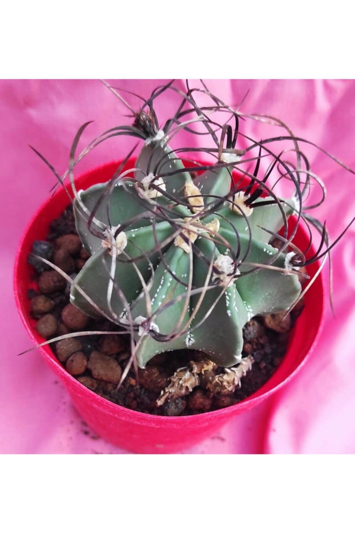 Pagoda Astrophtyum-8,5 Cm Saksı-18g/56