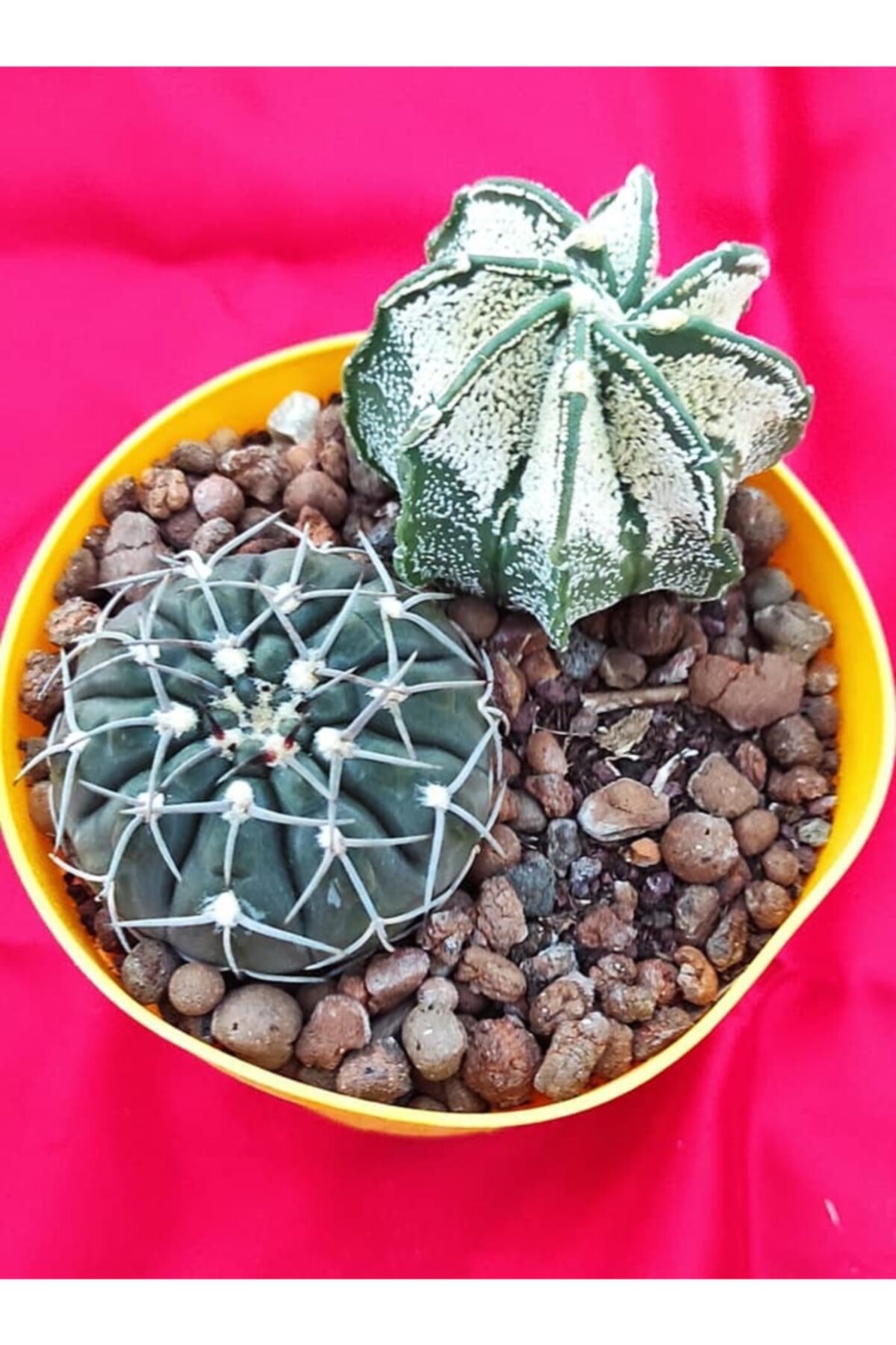 Pagoda Iki Kaktüs Bir Saksıda-ref 4b/55-10,5 Cm Saksı