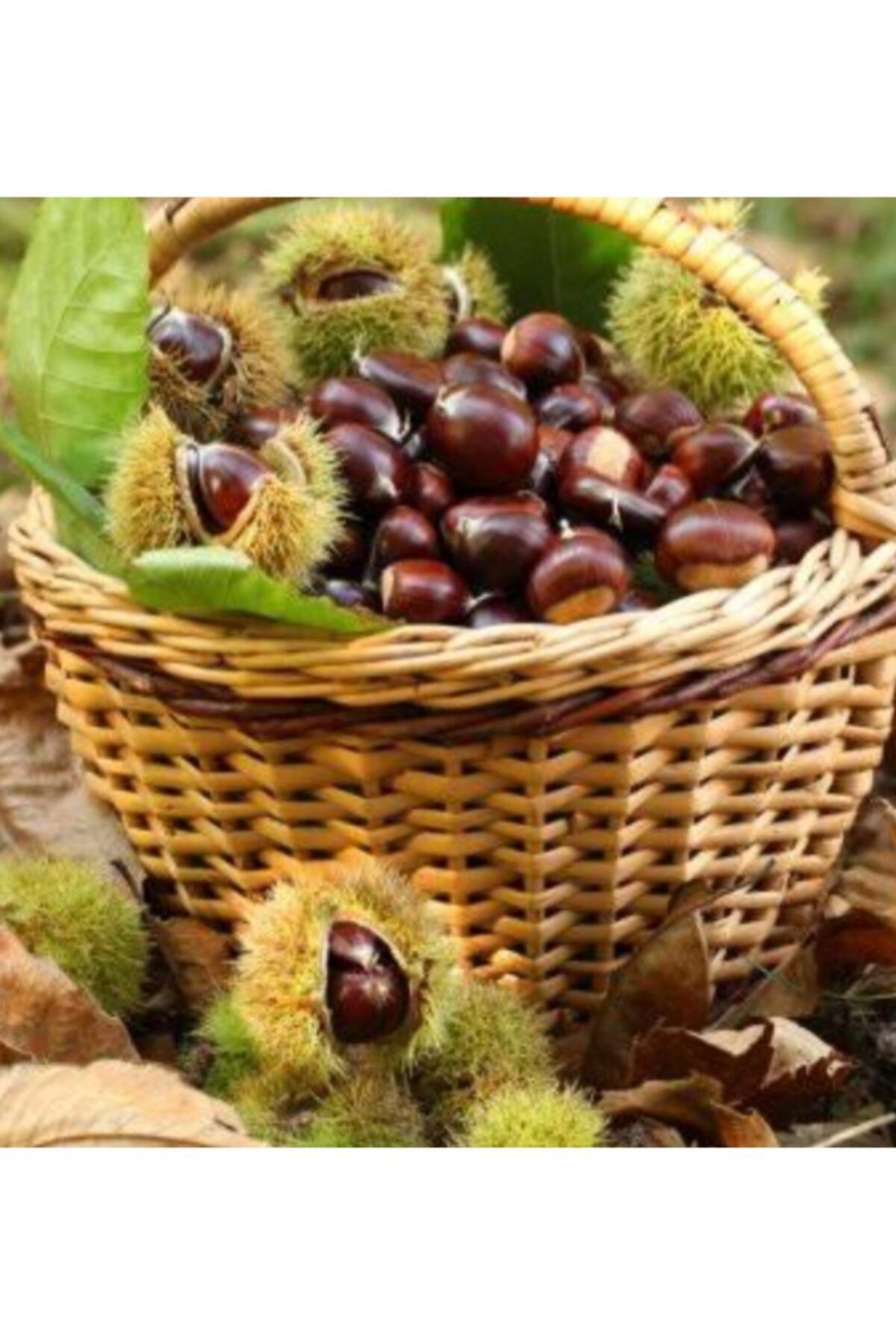kastamonu doğal bahçe Inebolu Dan Kebaplık Kuzu Kestane ( Iri Boy ) 1000 Gr