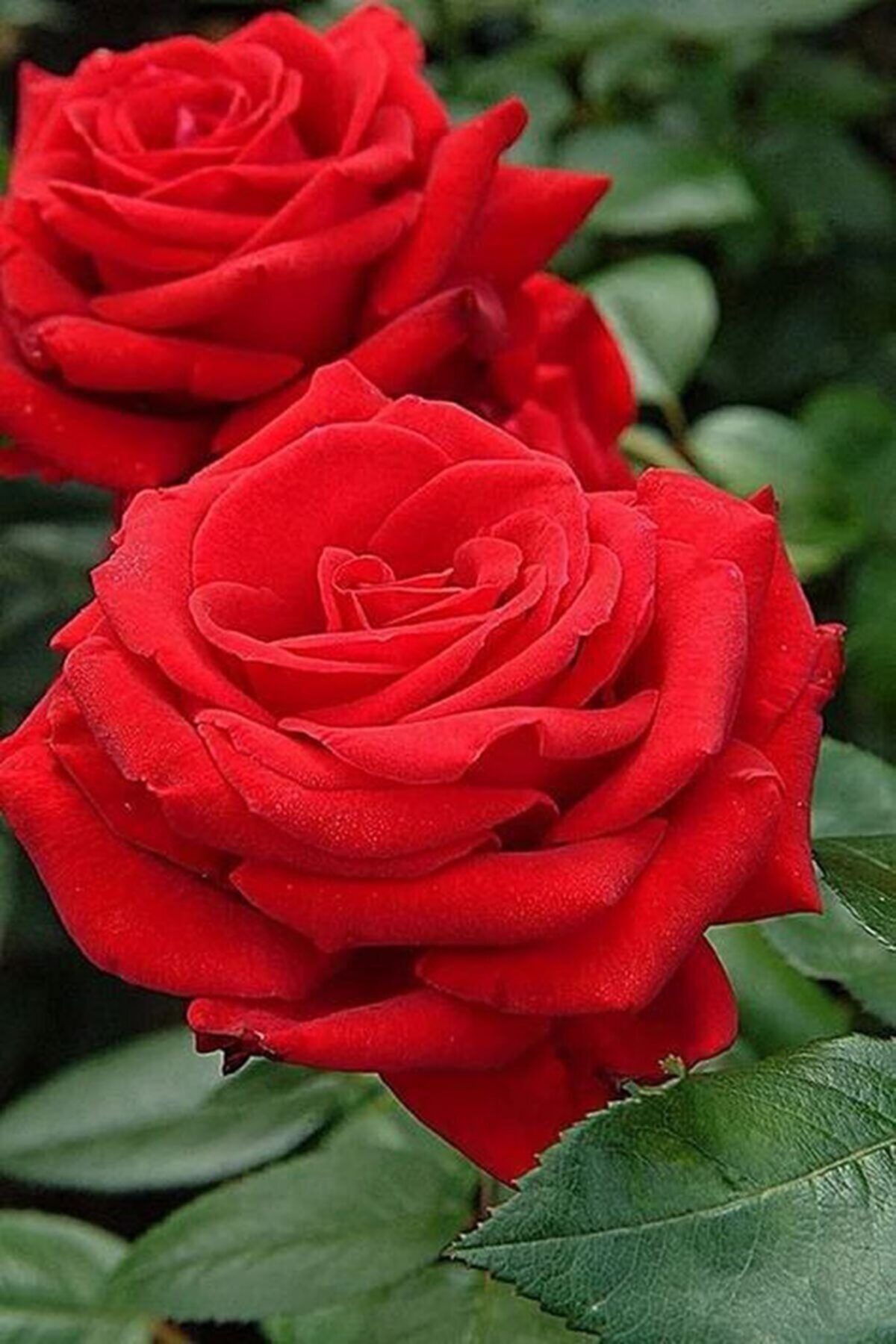 Eslem Tohumculuk Botanik Aşk Kokulu Canlı Kırmızı Gül Tohumu 20 Adet