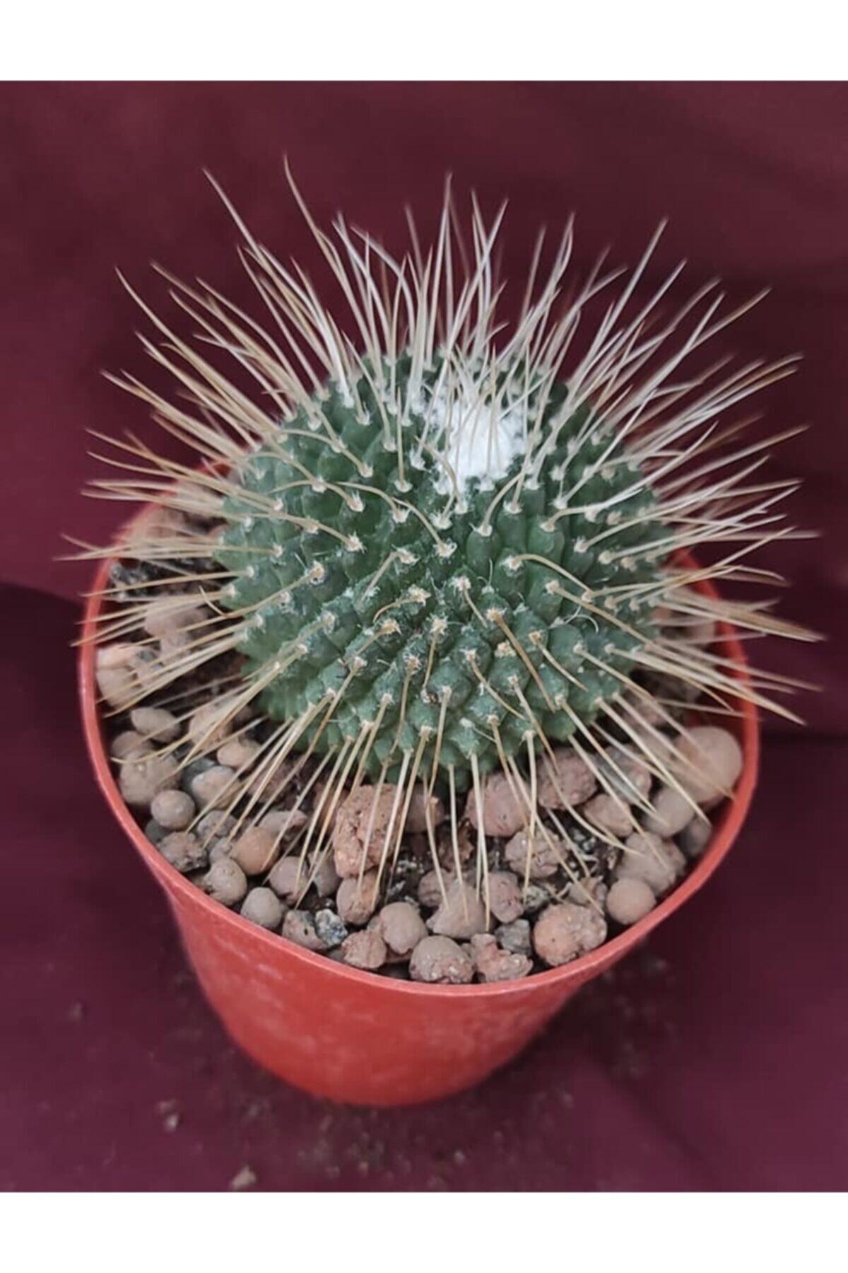 Pagoda Mammillaria Spinosissima-kaktüs-8,5 Cm Saksı-18h/33d