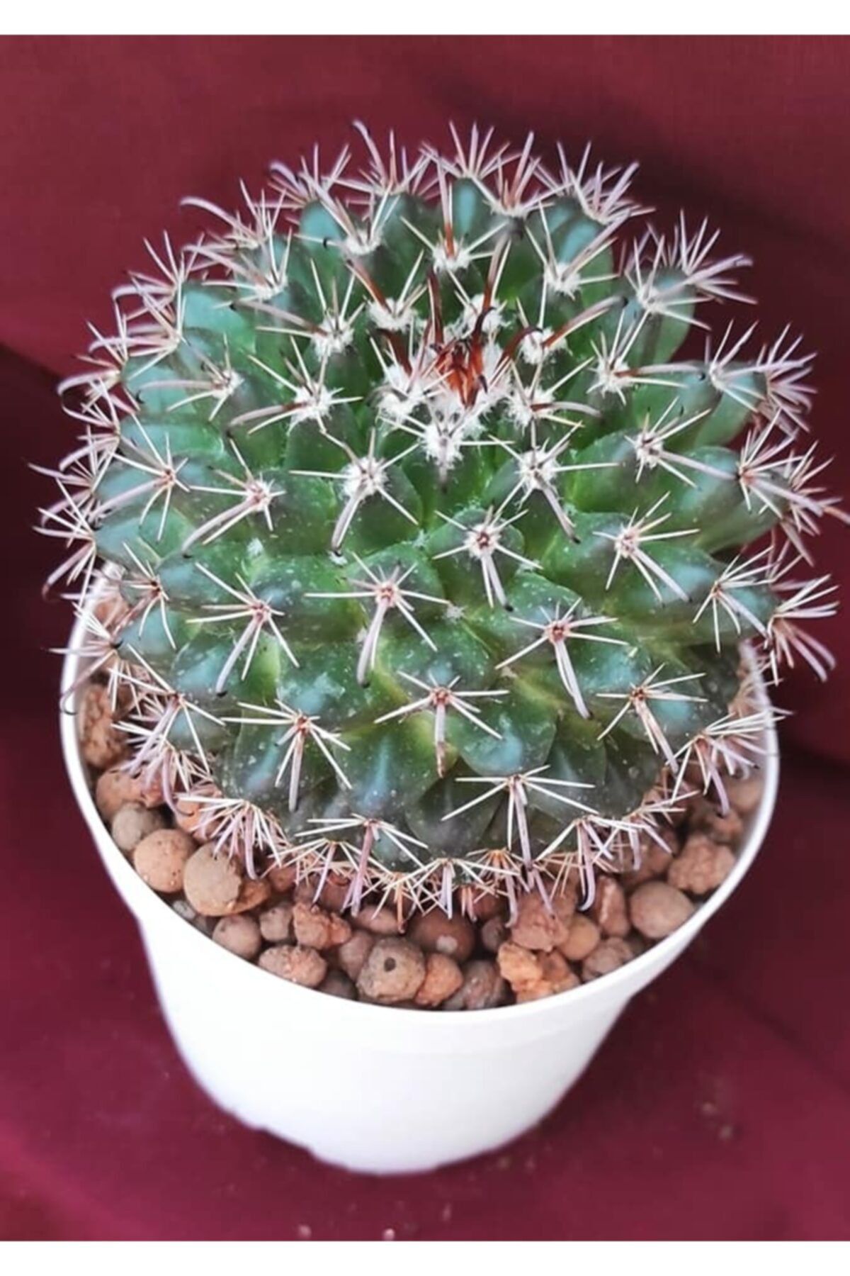 Pagoda Mammillaria Spinosissima-8,5 Cm Saksı-kaktüs-18h/33d