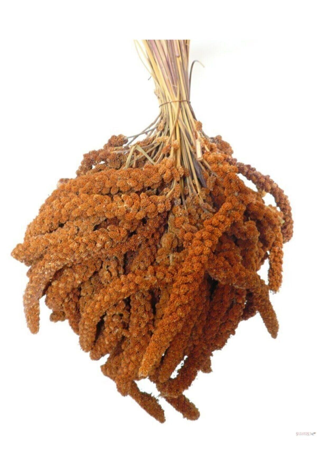 Apex Doğal Kızıl Dal Darı Kuş Yemi 100 Gr