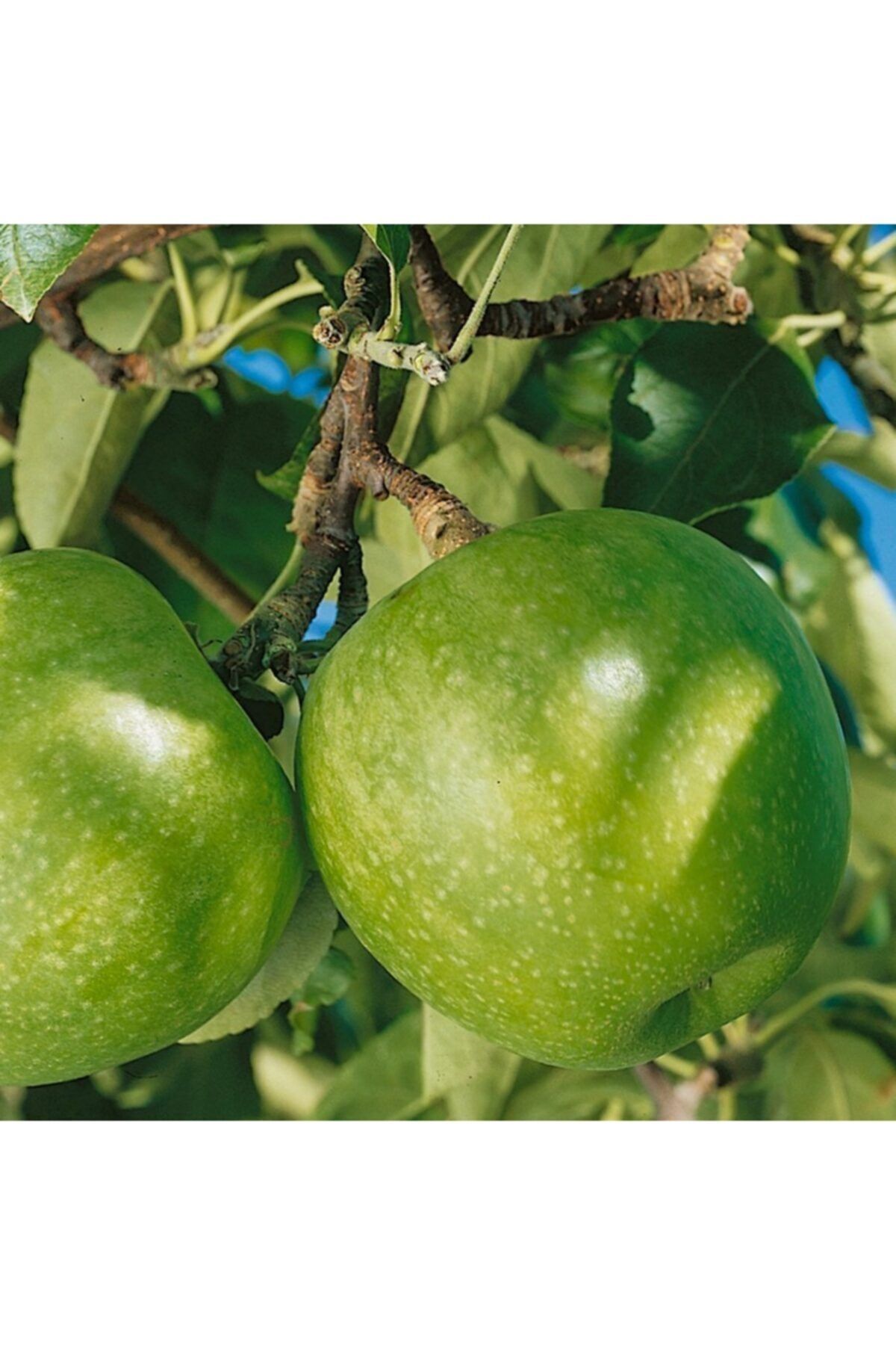 Bitki Dizayn Büyük Saksıda Yarı Bodur Yeşil Granny Smith Mayhoş Elma Fidanı (3-4 Yaş Arası)