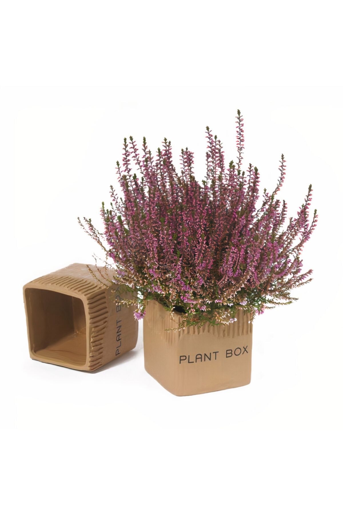 PLANT Dekoratif Seramik Saksı Orta Boy (1 Adet) ( Box) Bitki Saksısı
