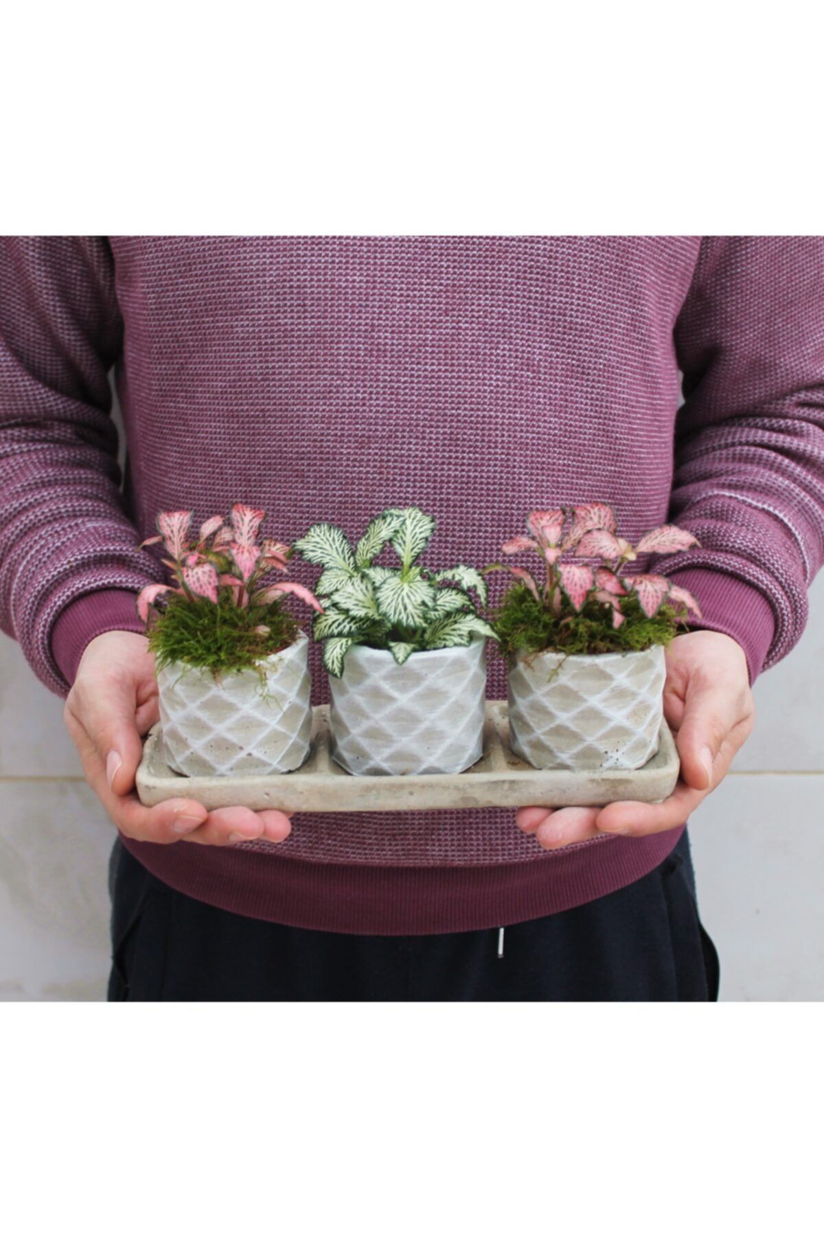 aloha concept Trio Beton Saksıda Üç Adet Fittonia Çiçeği Aranjman