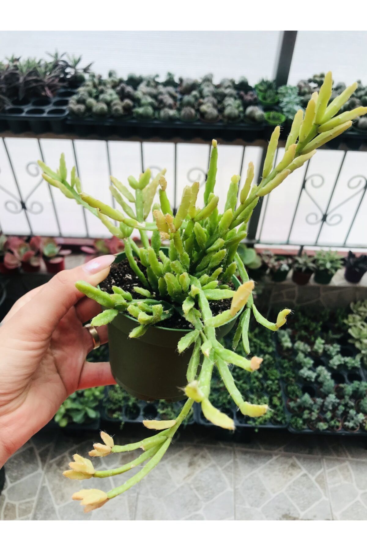 foliumbotanik Rhipsalis 1