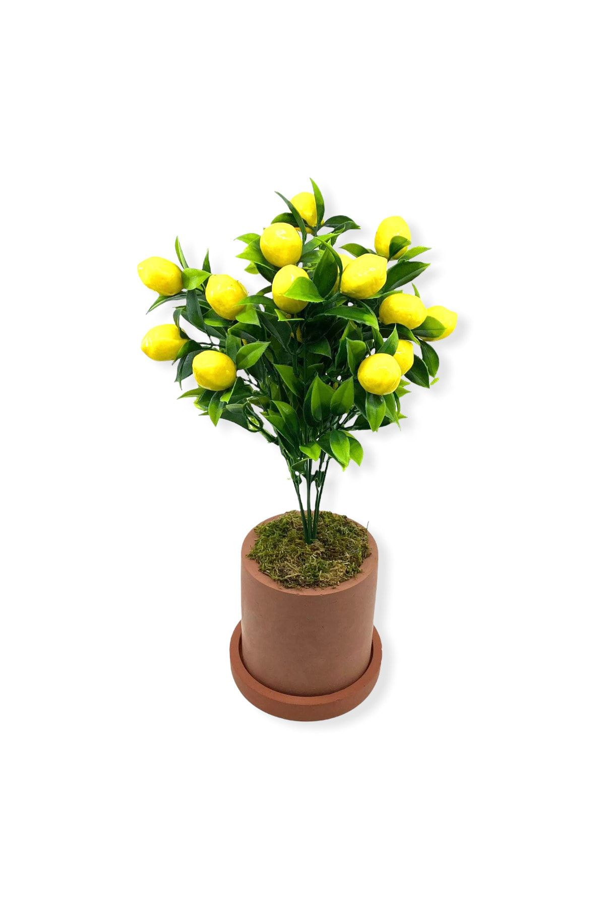 thebouqet Doğal Toprak Beton Saksıda Limon Ağacı 35cm