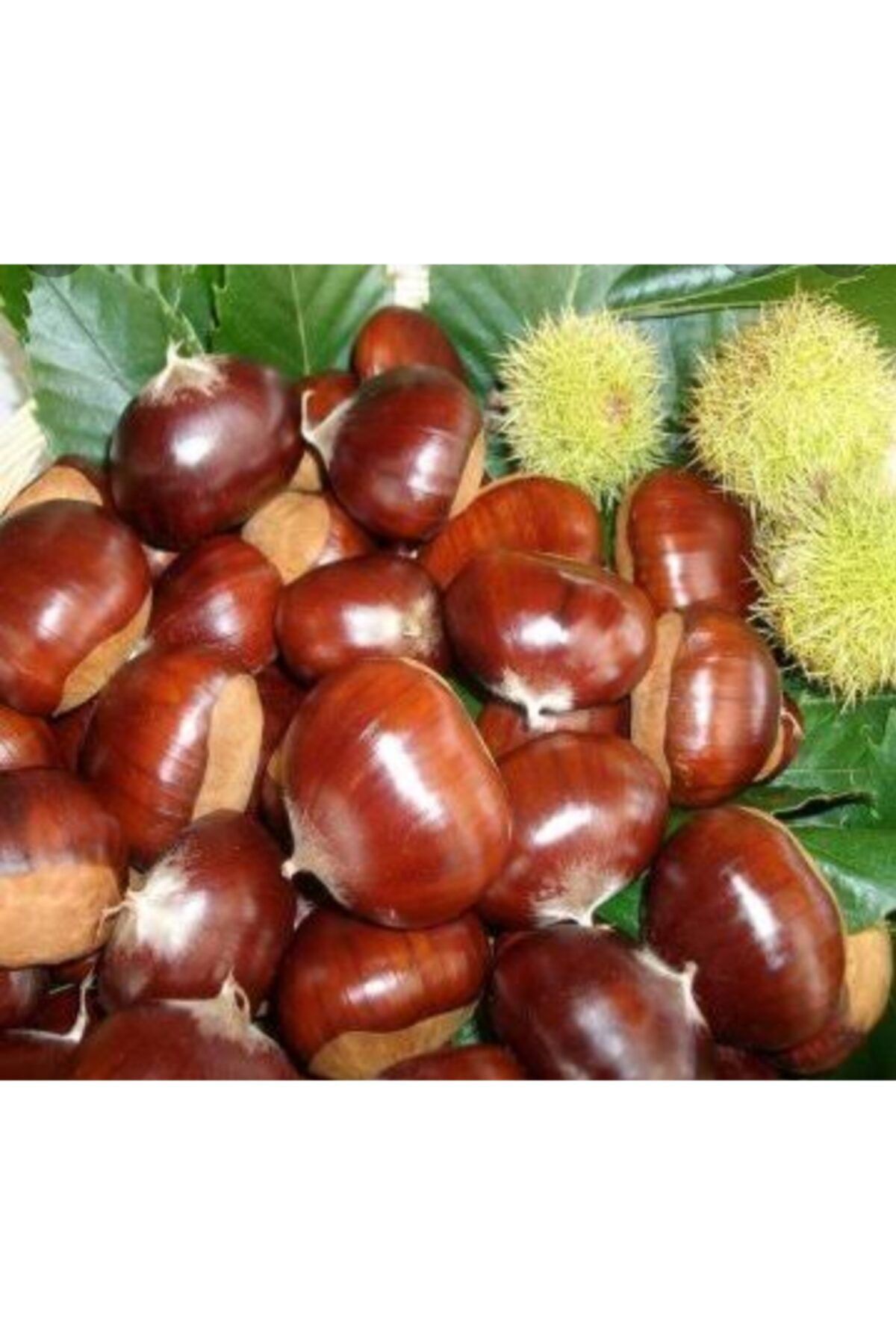 kastamonu doğal bahçe Inebolu Kebaplık Kuzu Kestane ( Orta Boy ) 1000 gr