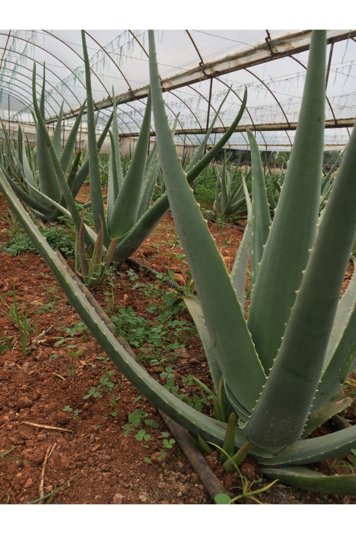 FidanBudur Aloe Vera Fidanı Tıbbi Sarısabır 50-60 Cm 2 Yaş Anaç Saksısız Köklü