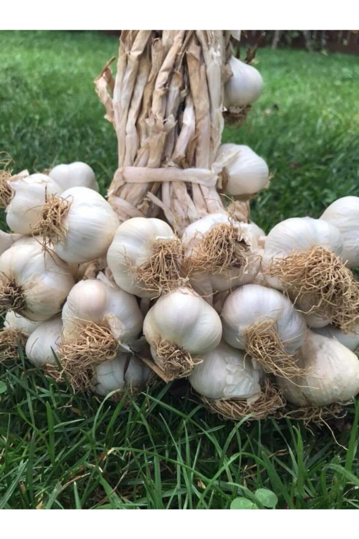 KASTAMONU SARIMSAK Orta Boy 1 Kg (yeni Mahsül)