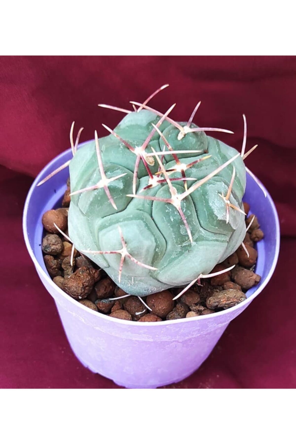 Pagoda Thelocactus Hexagon-8,5 Cm-18h/33d