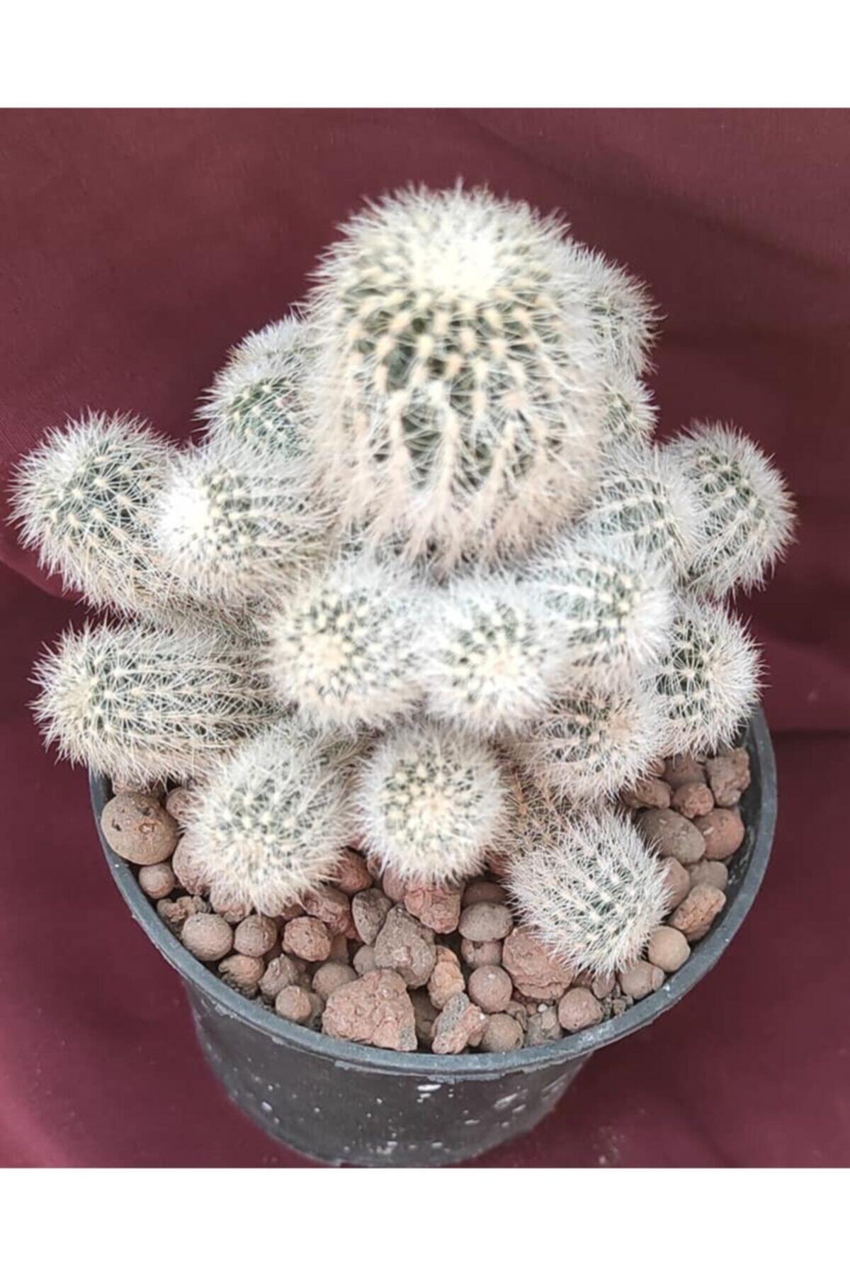 Pagoda Gymnocalycium Bruchii-8,5 cm Saksı-18h/33d