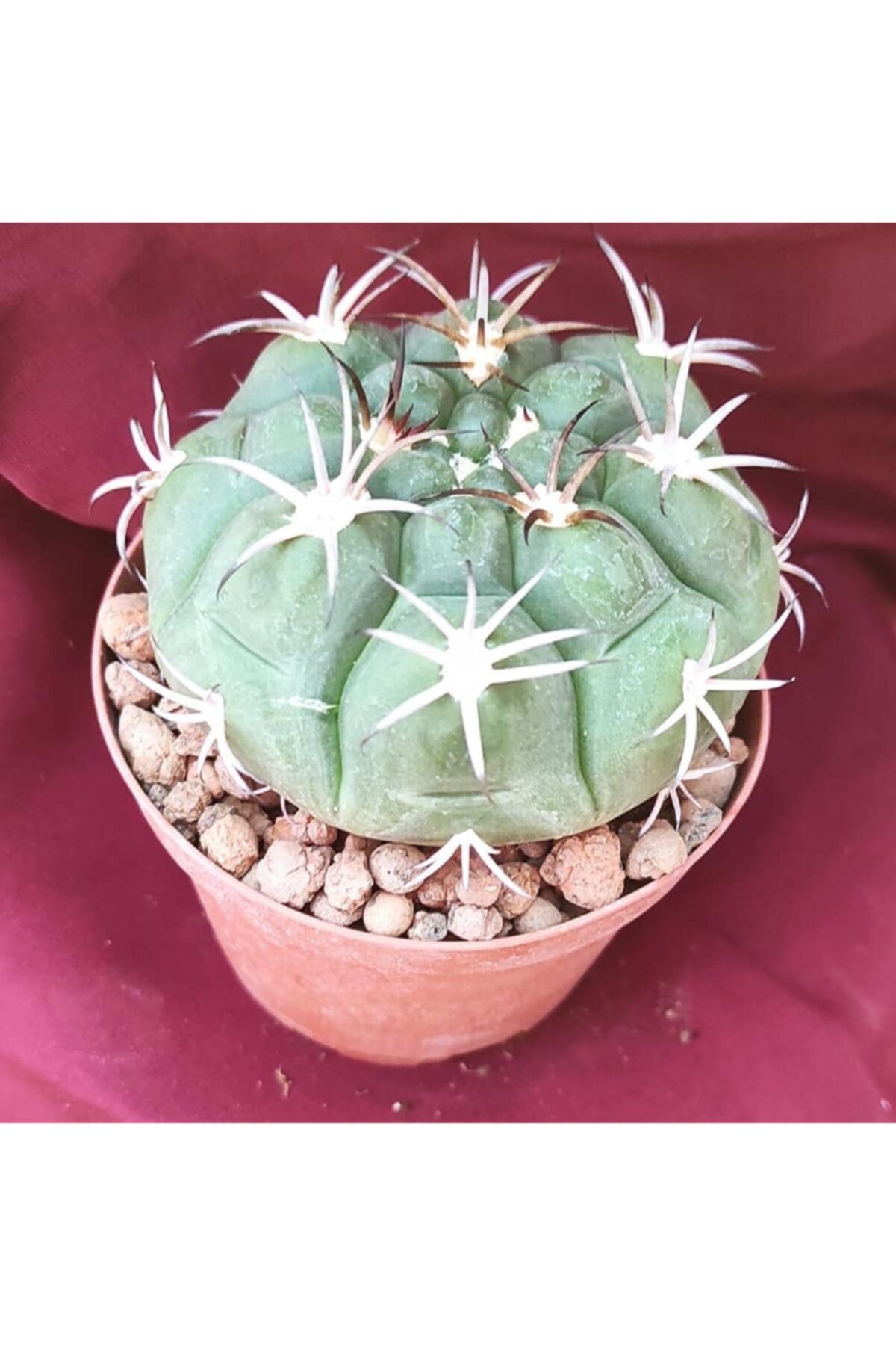 Pagoda Gyknocalycium Saglianis-8,5 Cm Saksı-kaktüs-18h/33d