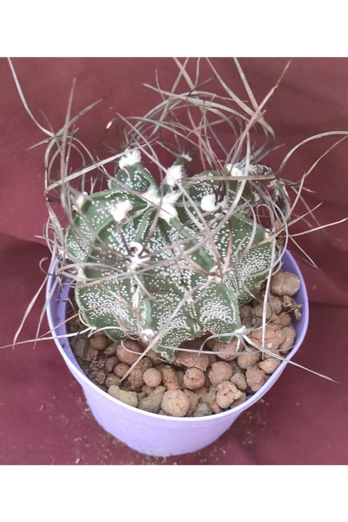Pagoda Astrophtyum 8 5 cm Saksı