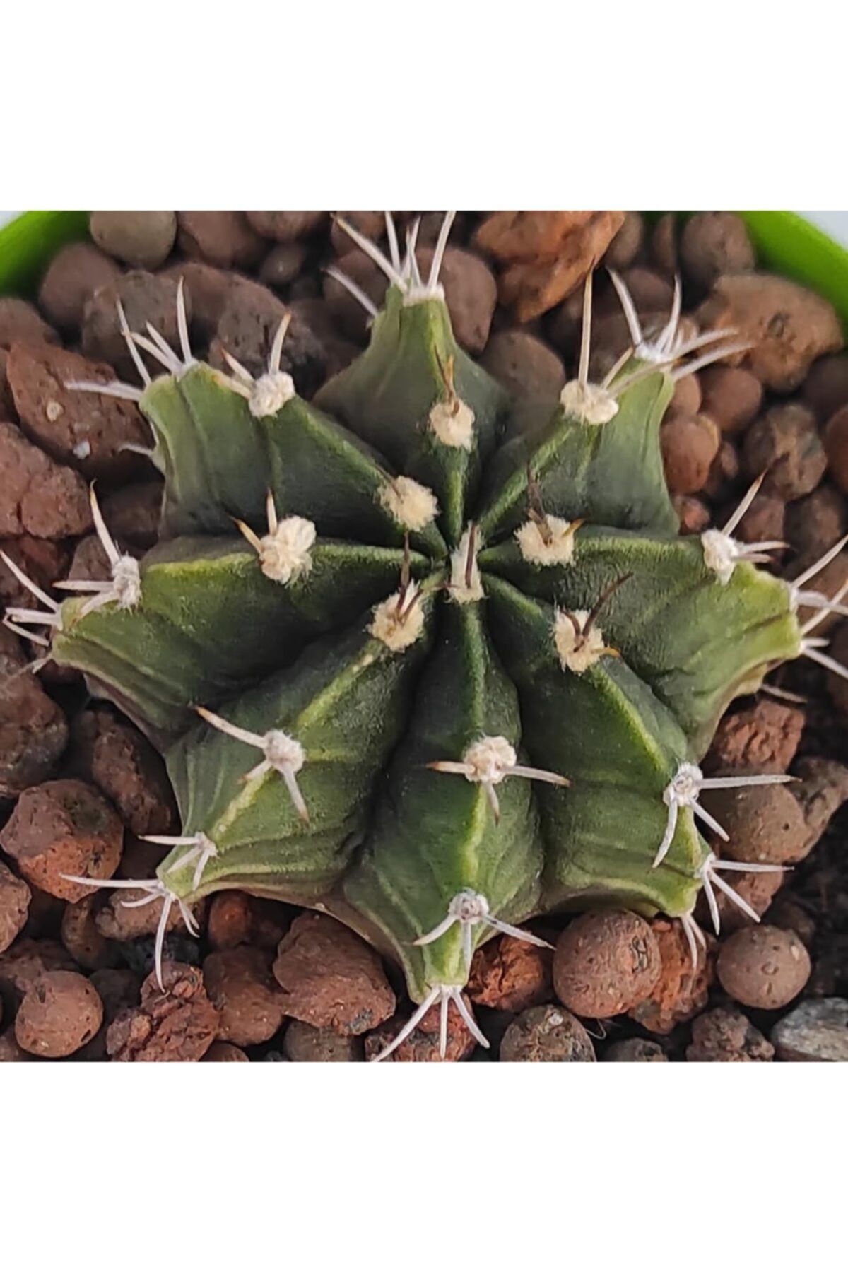 Pagoda Gymnocalycium Mihanovichii-8,5 Cm Saksı-ref 19h/36 f-kaktüs