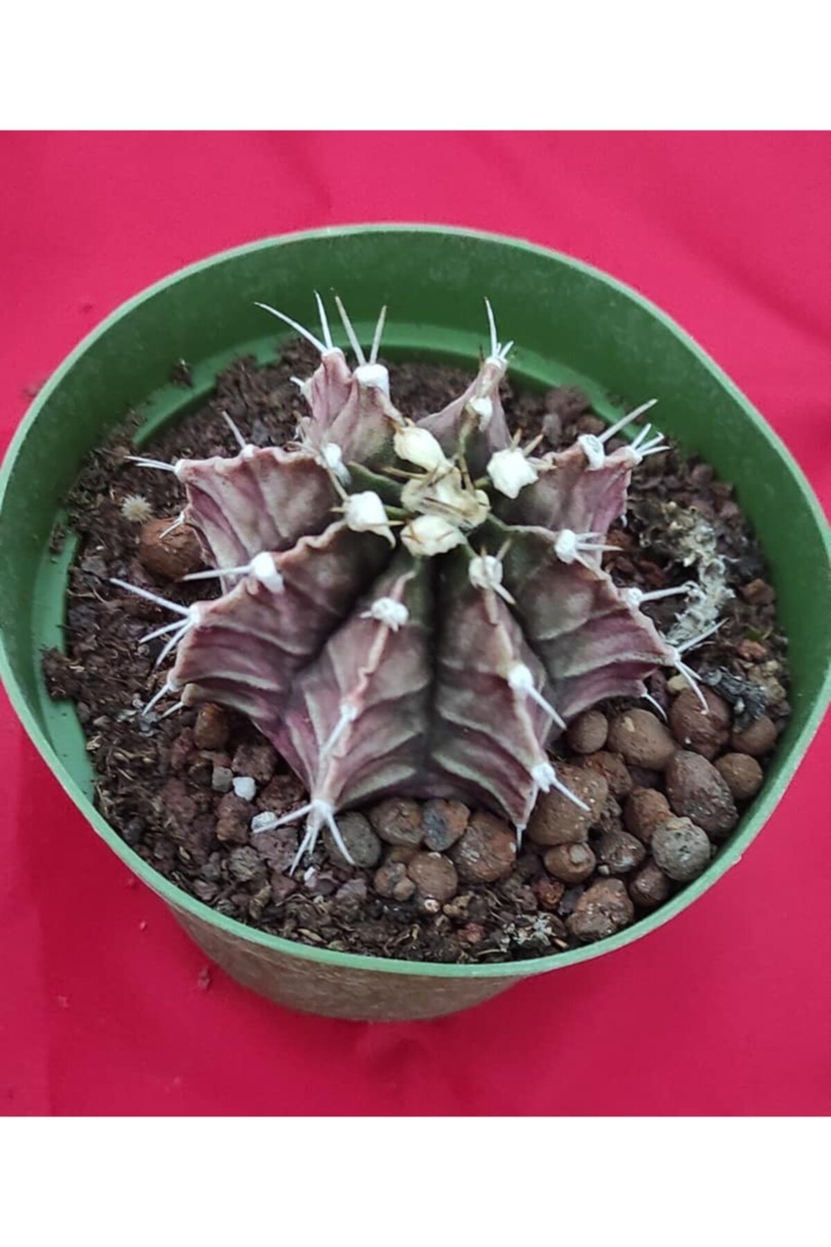 Pagoda Gymnocalycium Mihanovichii 10.5 cm Saksı-4b/55-kaktüs