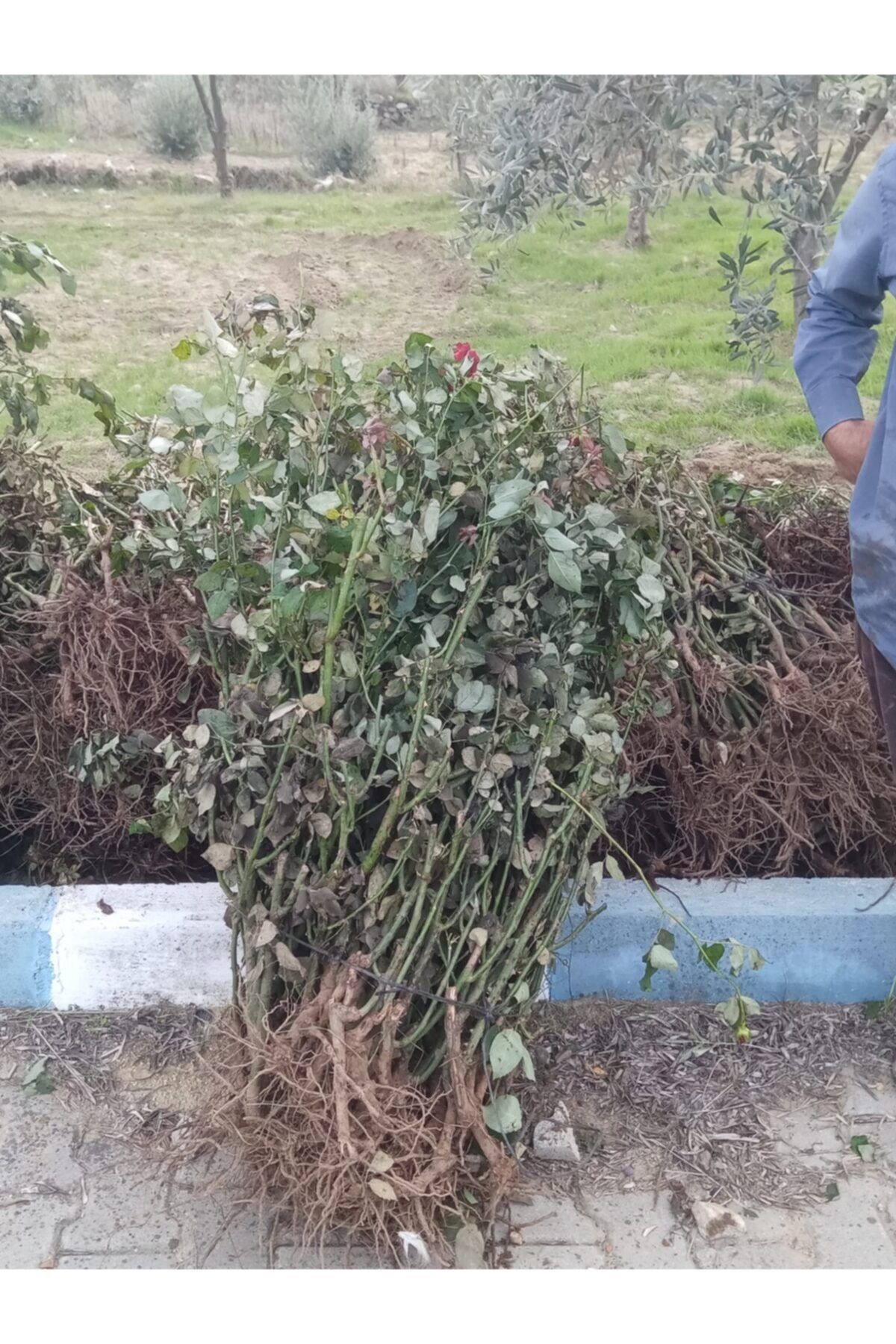 çilekdiyarii Gül Nar Çiçeği Fidanı Güzel Görünümlü Kokulu Açık Köktür