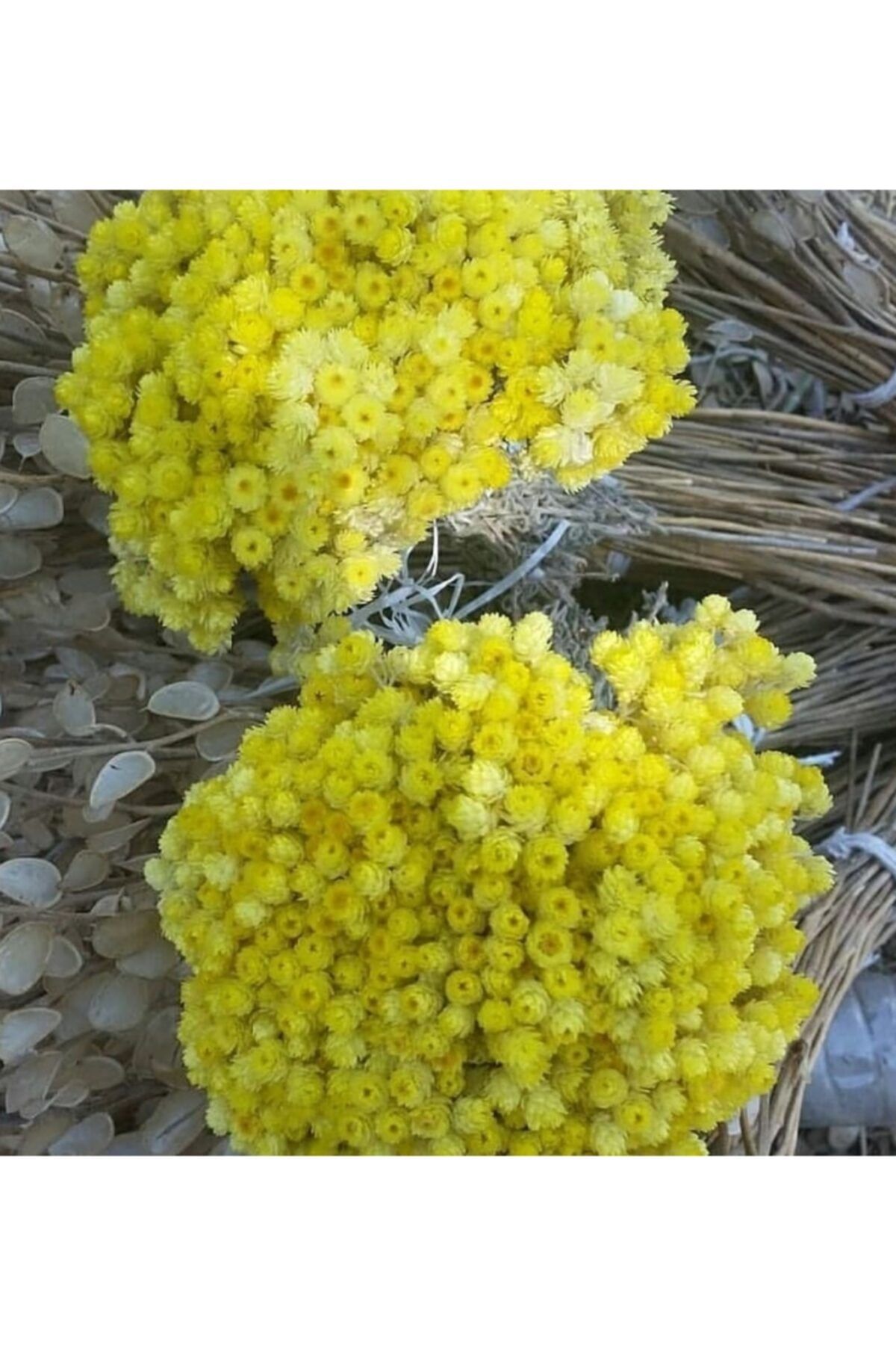 Sofiplant Kuru Çiçek Altınotu