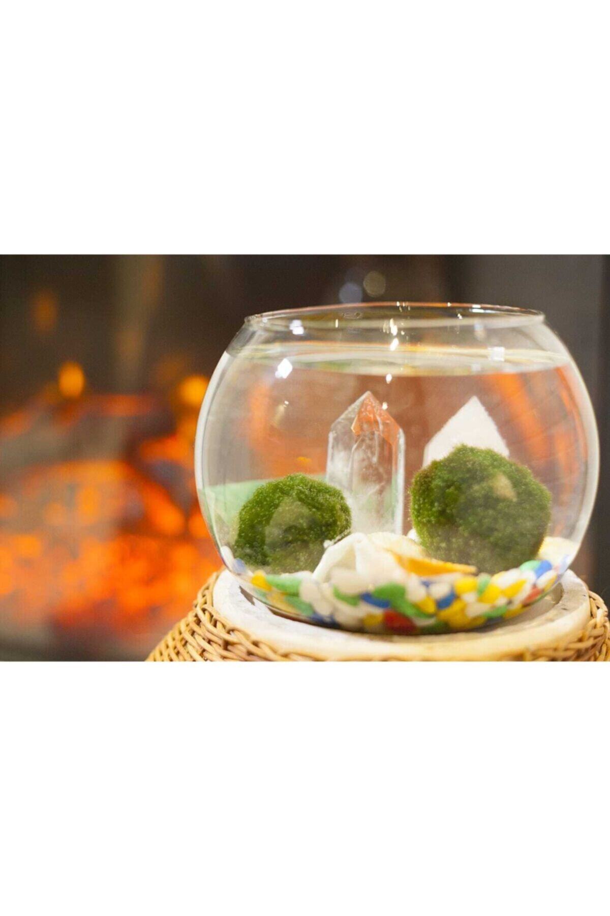 Molivatash Şans Getiren Marimo Moss