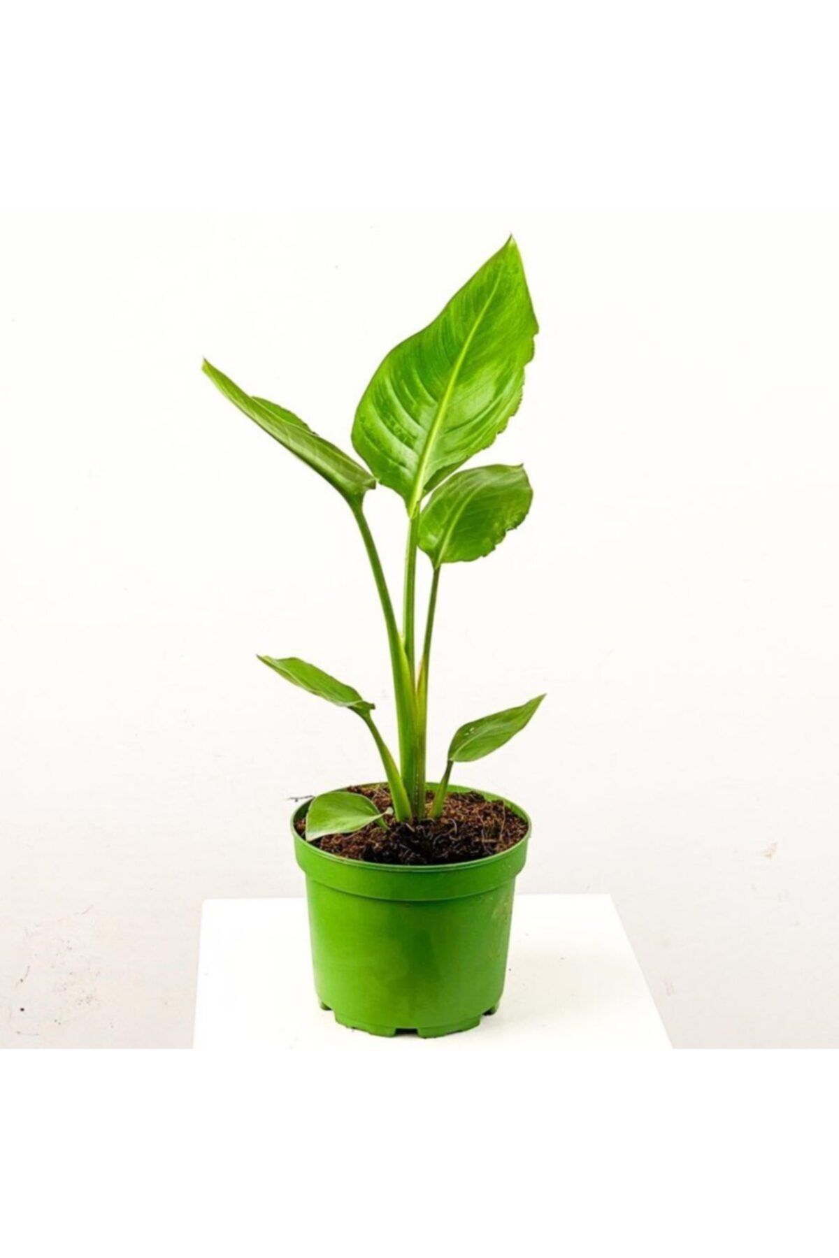 Fidanburada Starliçe-beyaz Cennet Kuşu 40-60 Cm (strelitzia Nicolai)