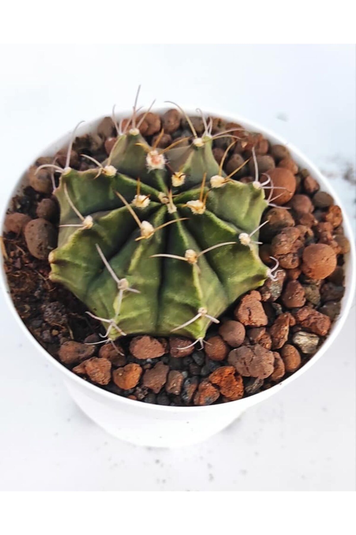 Pagoda Gymnocalycium Mihanovichii-8,5 Cm Saksı-kaktüs-19h/36h