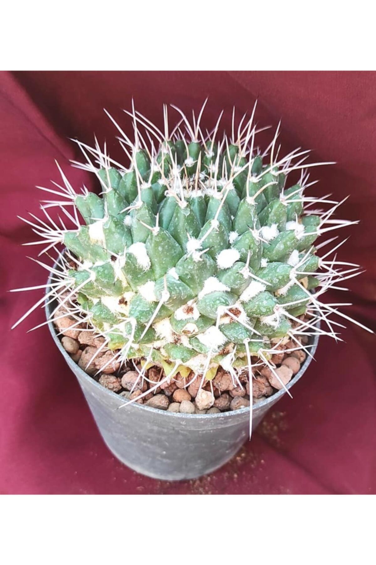Pagoda Mammillaria Tlolichi-8,5 Cm Saksı-18h/33d-kaktüs