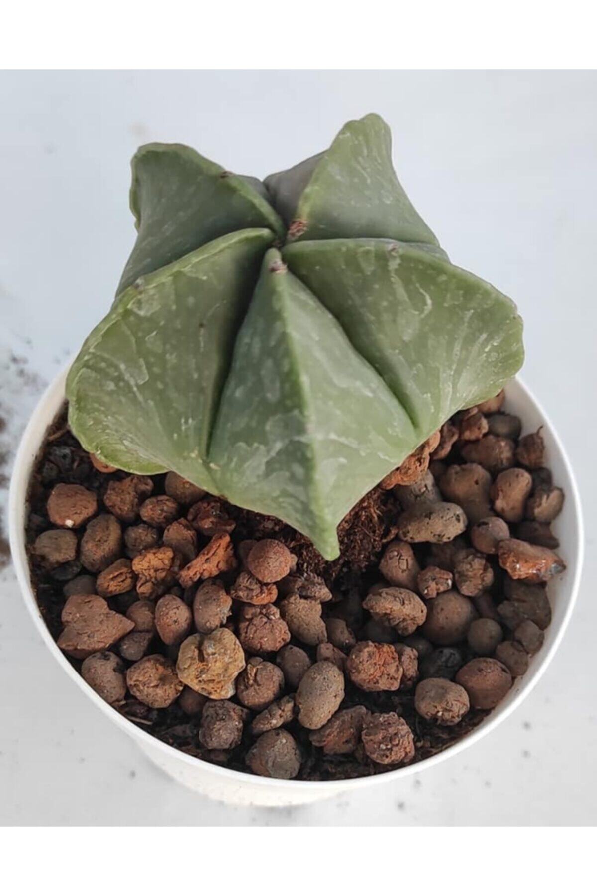 Pagoda Astrophtyum 8,5 cm Saksı-19h/36f-kaktüs