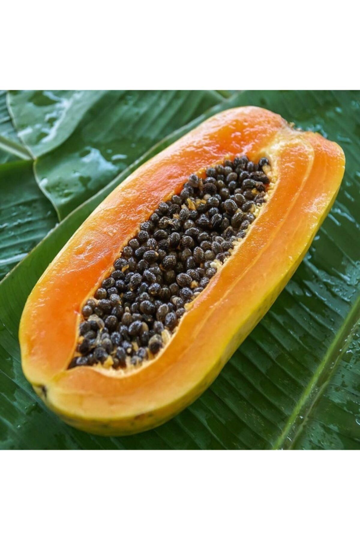 Bitki Dizayn Saksılı Papaya (ağaç Kavunu) 5 Adet Fidan (80-100 Cm)
