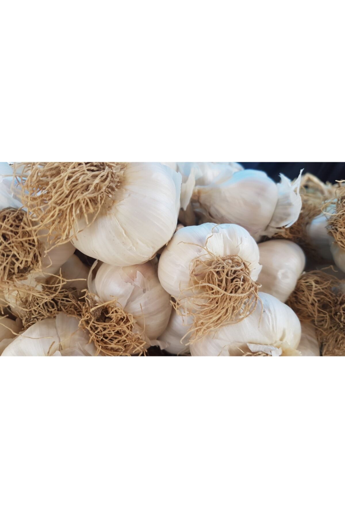 Abana Yöresel Ürünler Taşköprü Sarımsağı 1 Kg