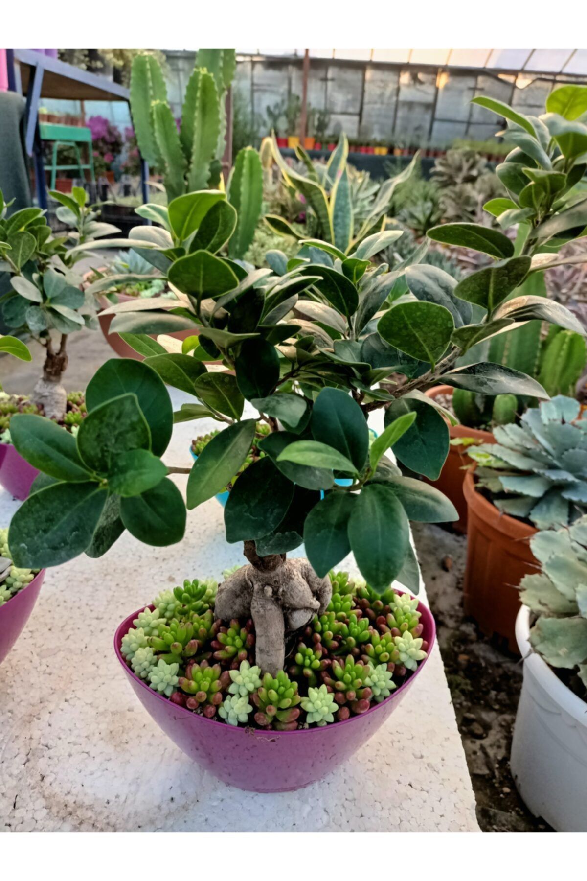 COŞGUN Bonsai Ağacı Terraryumu Sukulentlerle Dekore Edilmiş Hediyelik Özel Ürün