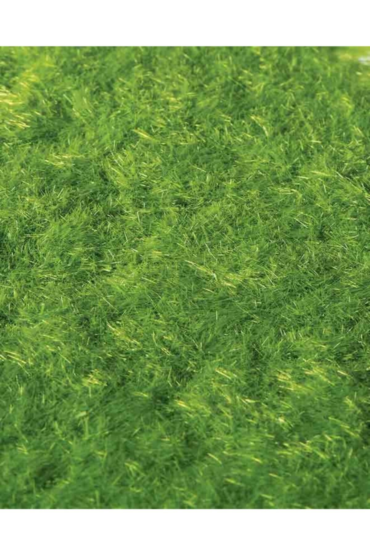 Eshel Açık Yeşil Toz Çim 20 Gr