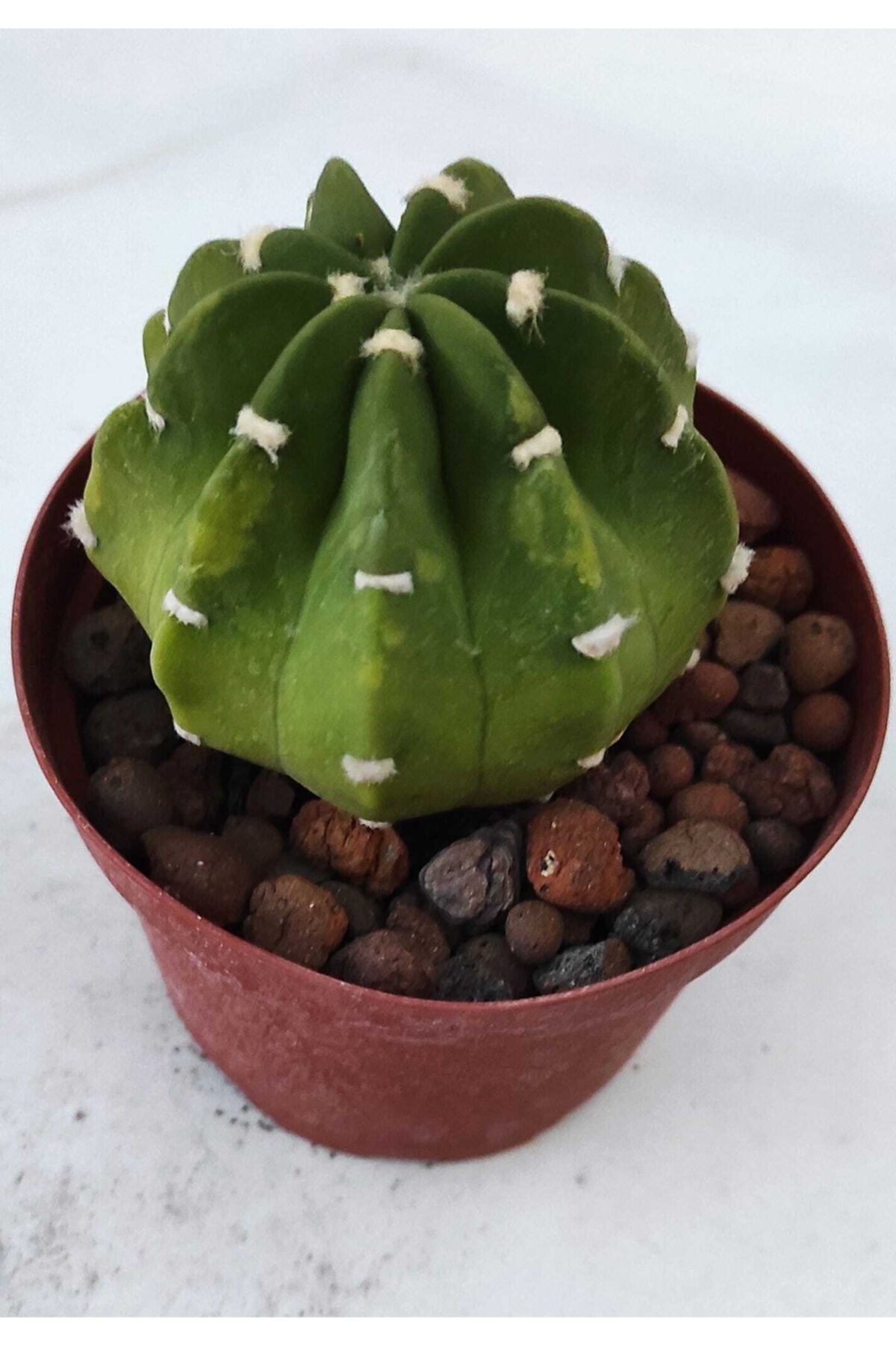 Pagoda Echinopsisi Subdenuta-8,5 cm