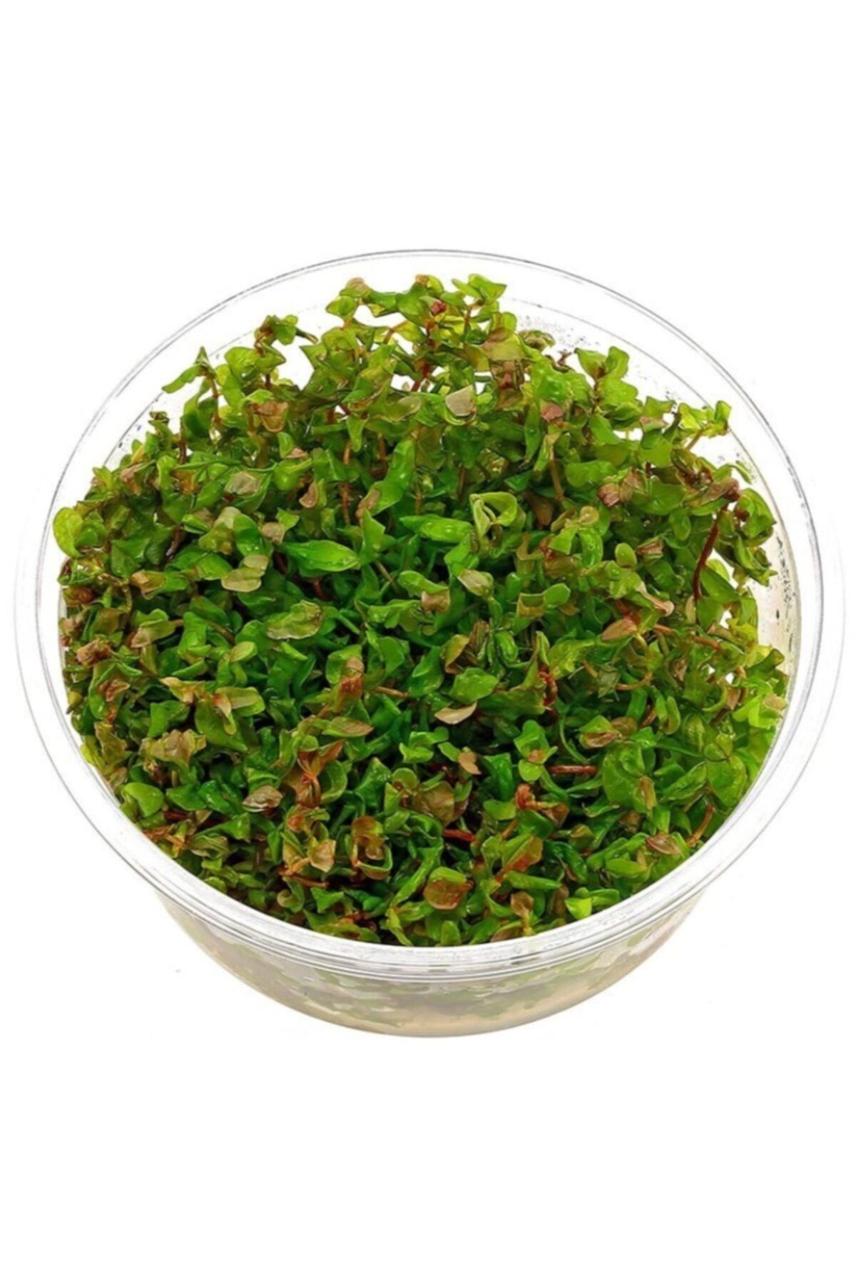 MyDropp Rotala Macrandra Mini Pink Akvaryum Bitkileri Akvaryum Bitkisi